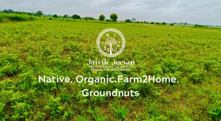 Native Organic Groundnuts from our farm Kalp Vriksha Integrated Organic Farm